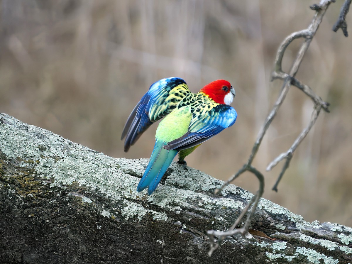 Eastern Rosella - ML643386054