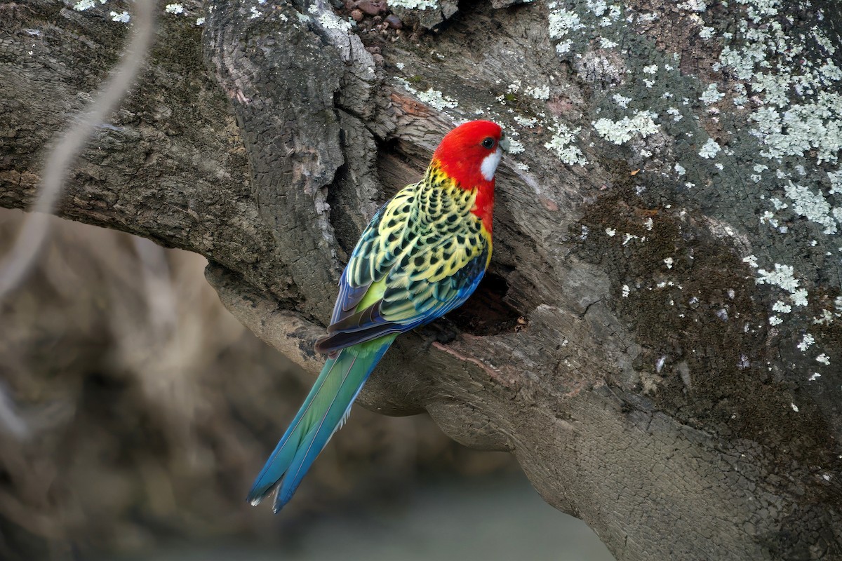 Eastern Rosella - ML643386055
