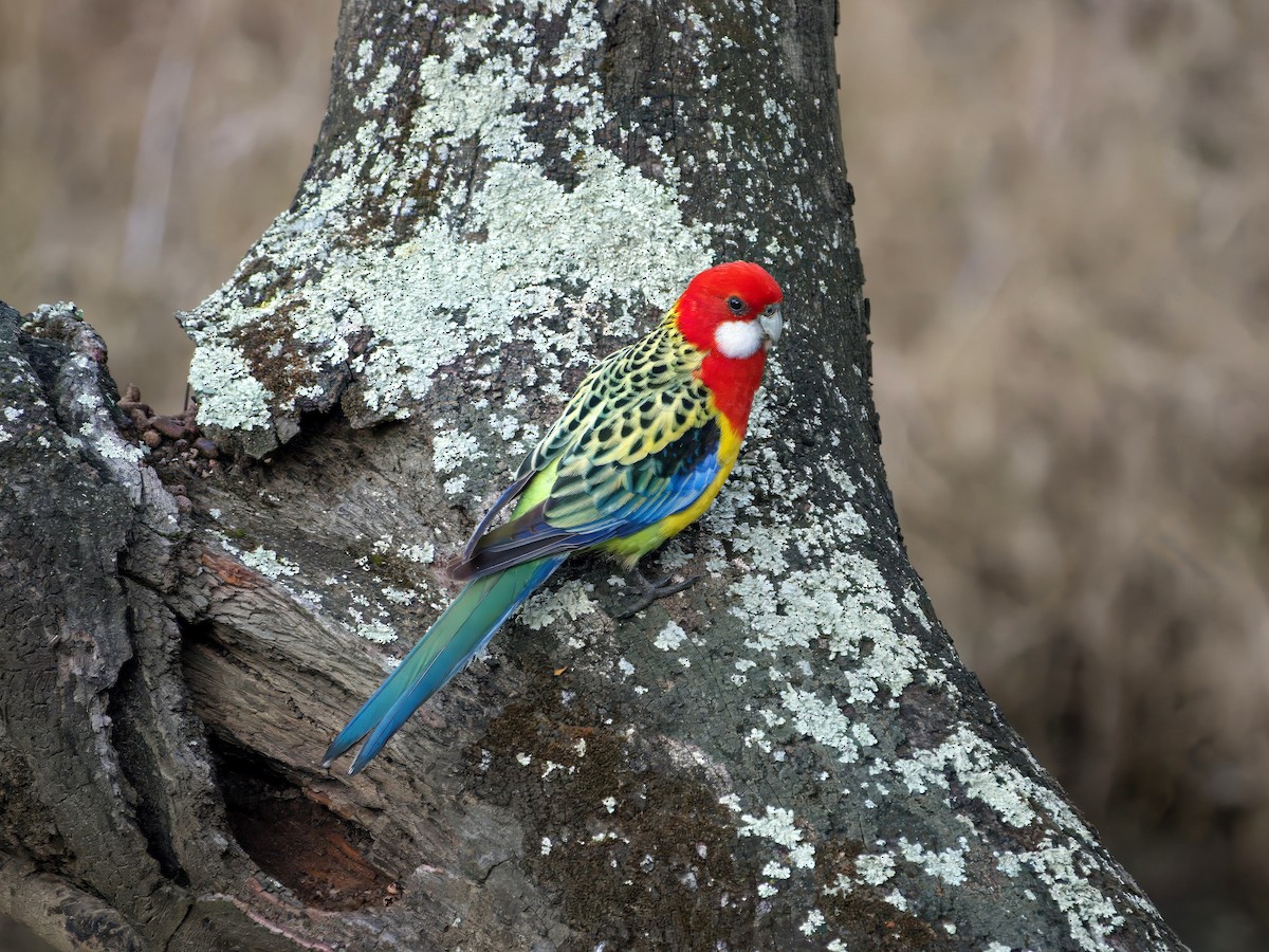 Eastern Rosella - ML643386060