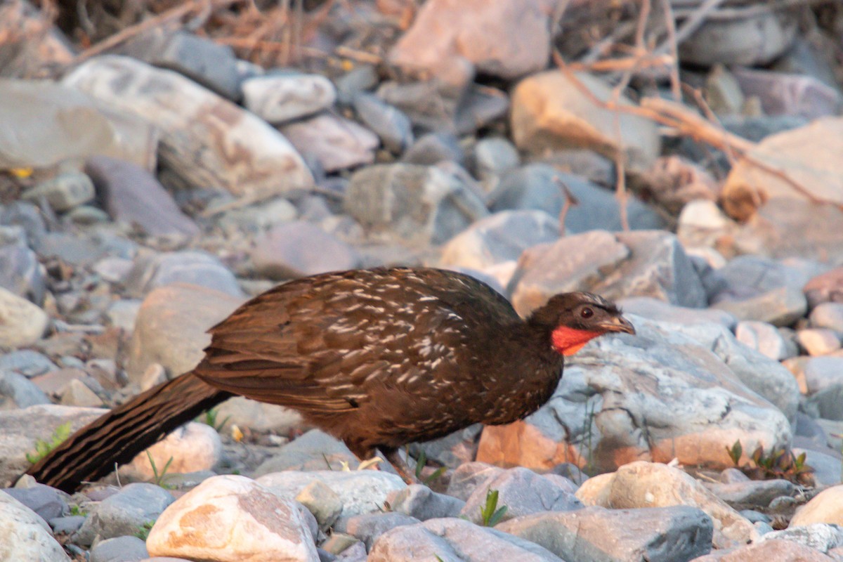 Yungas Guan - ML643386067