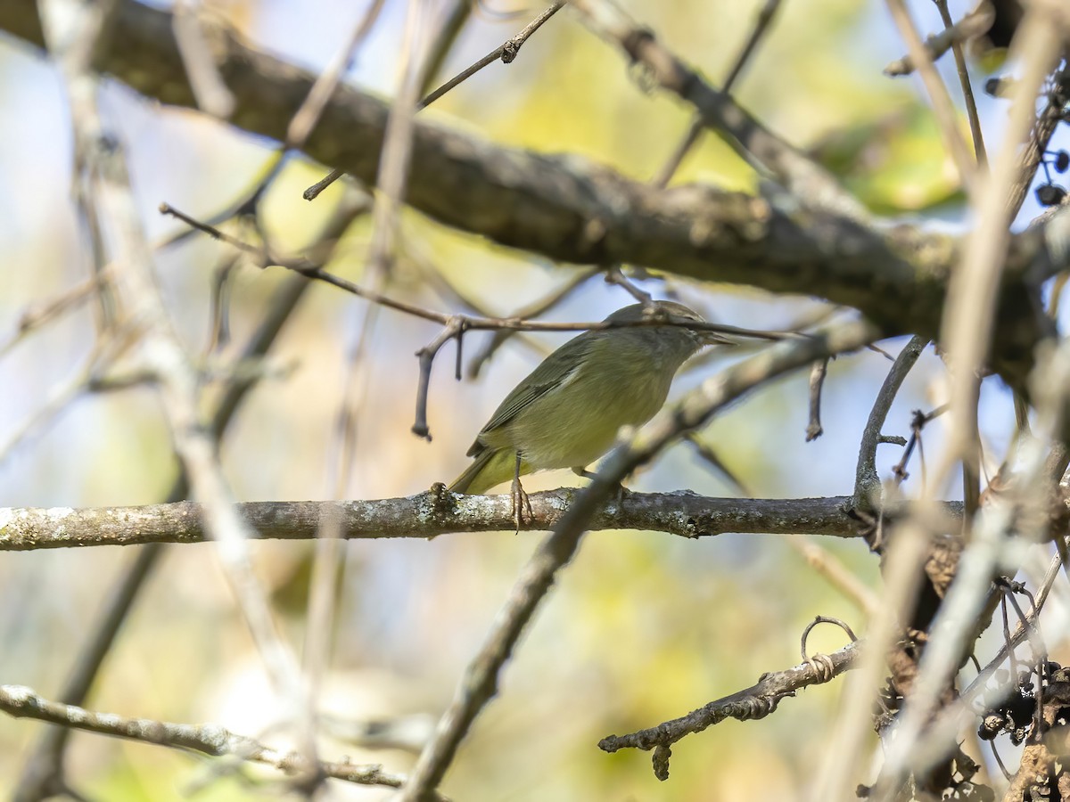 Orange-crowned Warbler - ML643386073