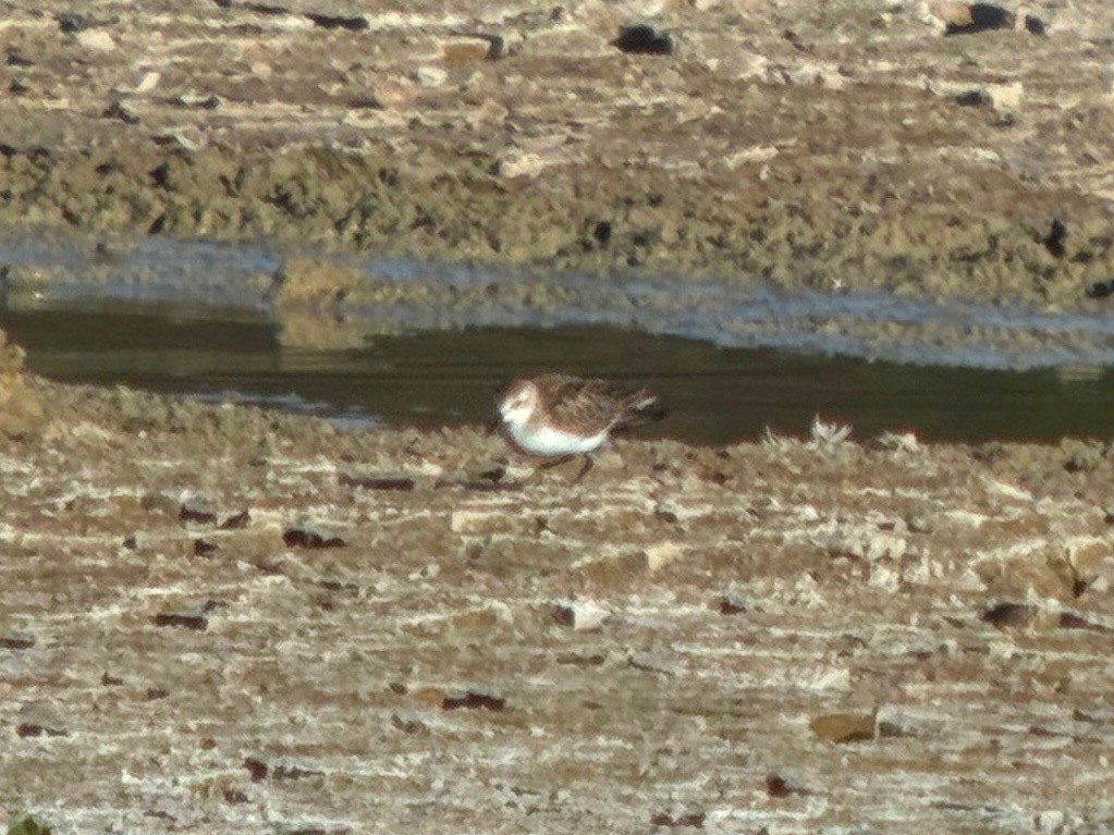 Semipalmated Sandpiper - ML643386074