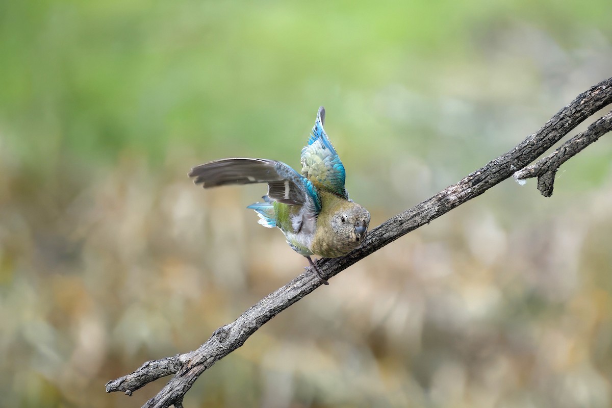 Red-rumped Parrot - ML643386078