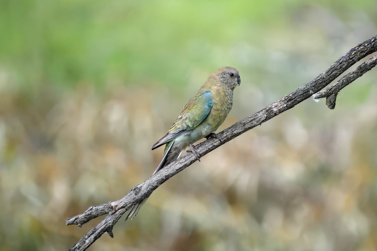 Red-rumped Parrot - ML643386079