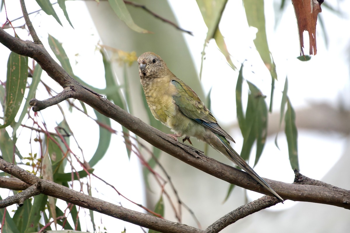 Red-rumped Parrot - ML643386080
