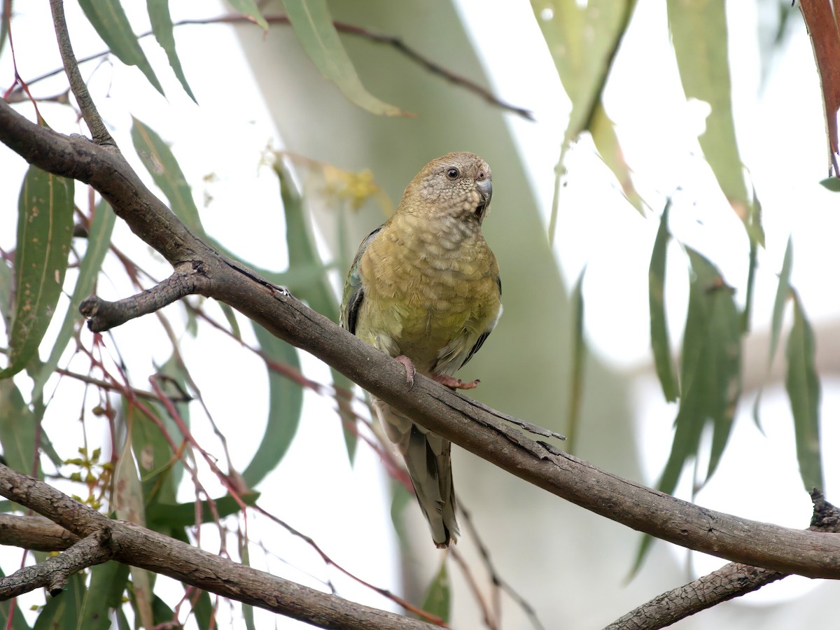 Red-rumped Parrot - ML643386081