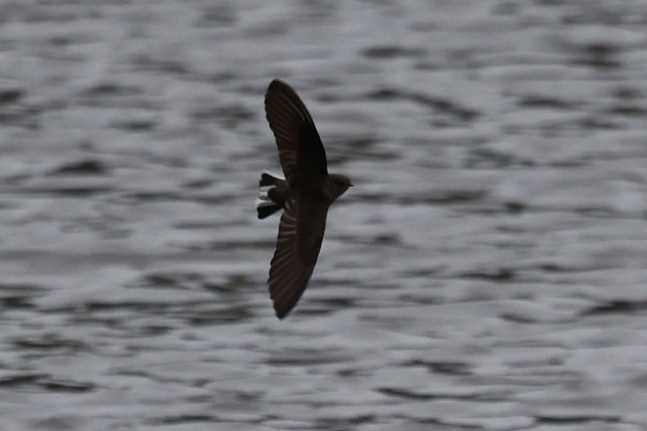 Northern Rough-winged Swallow - ML643386083