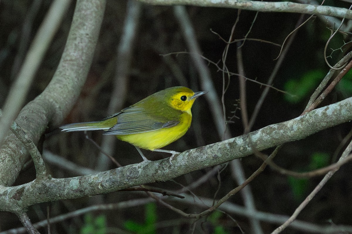 Hooded Warbler - ML643386091