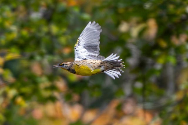 Eastern Meadowlark - ML643386102