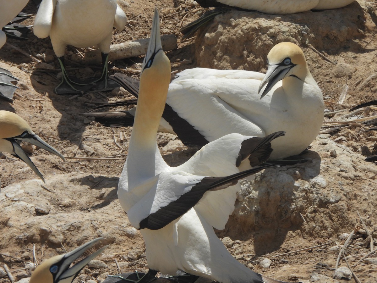 Cape Gannet - ML643386105