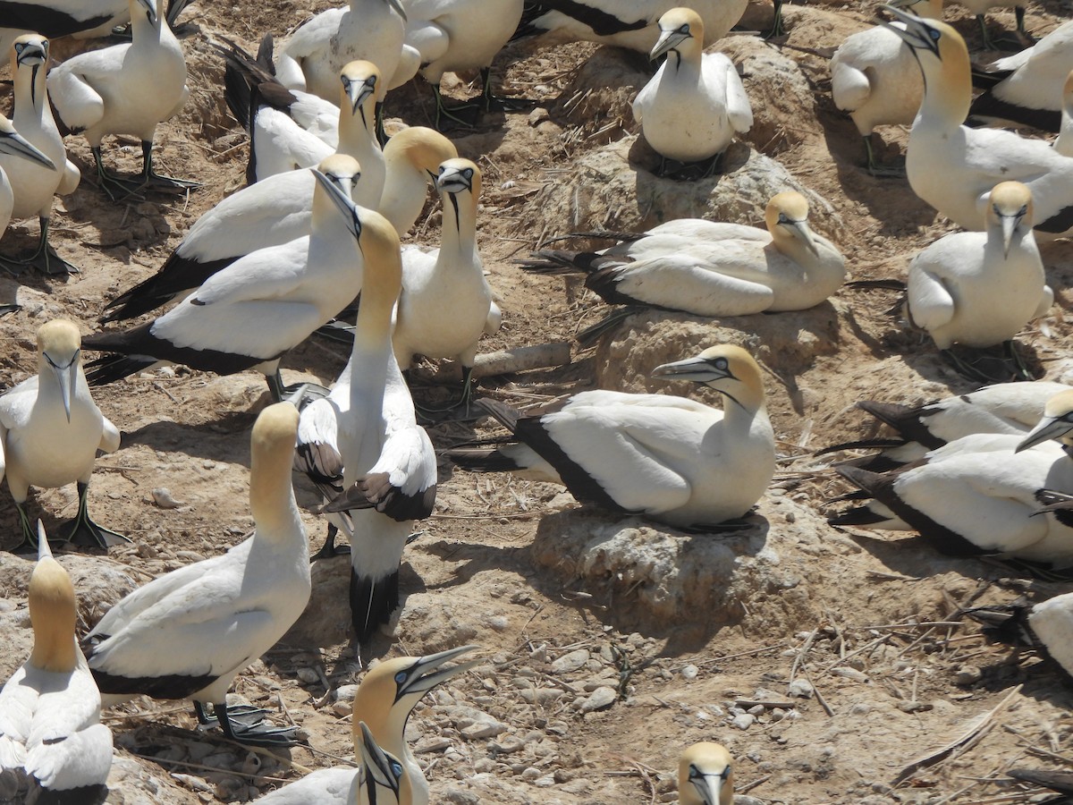 Cape Gannet - ML643386107