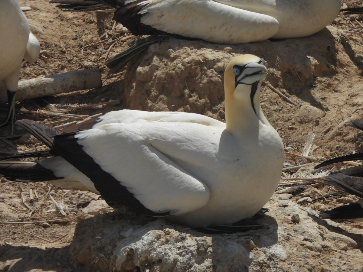 Cape Gannet - ML643386108