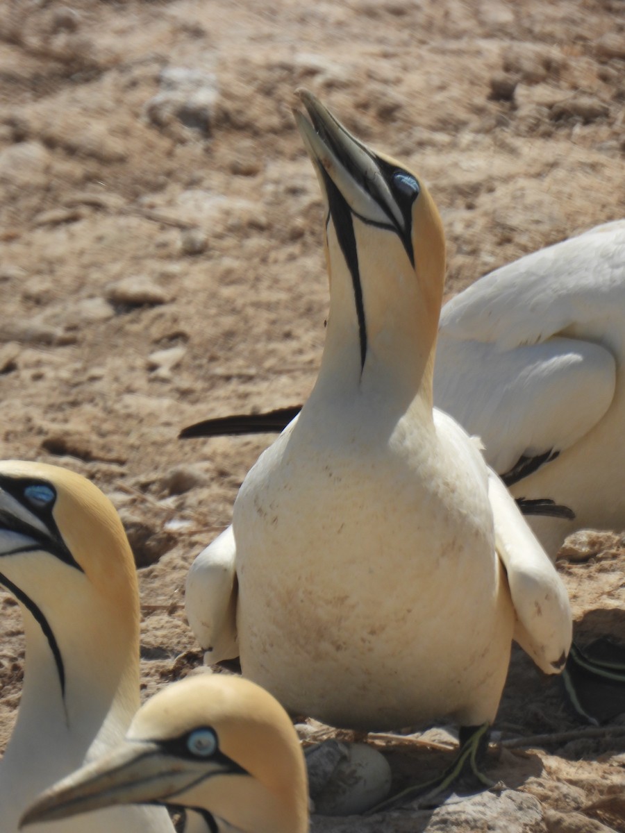 Cape Gannet - ML643386109