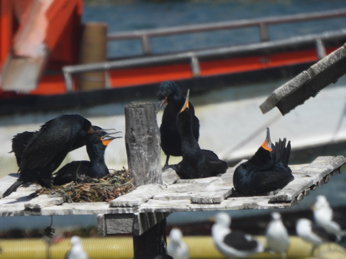 Cape Cormorant - ML643386110