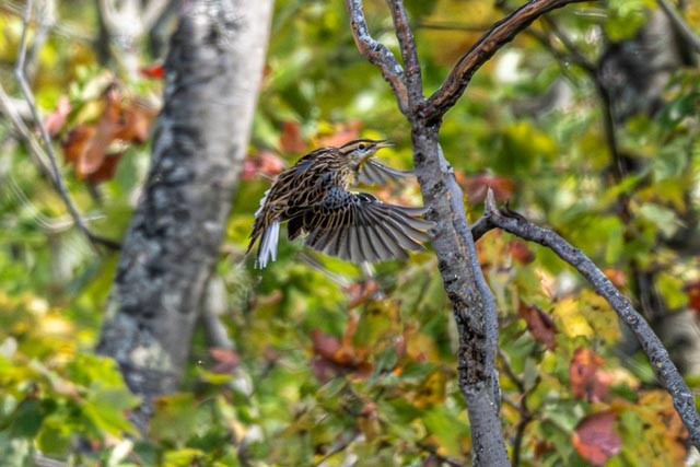 Eastern Meadowlark - ML643386115