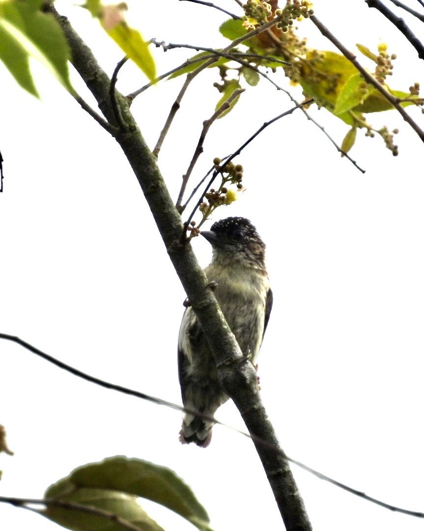 Grayish Piculet - ML643386125