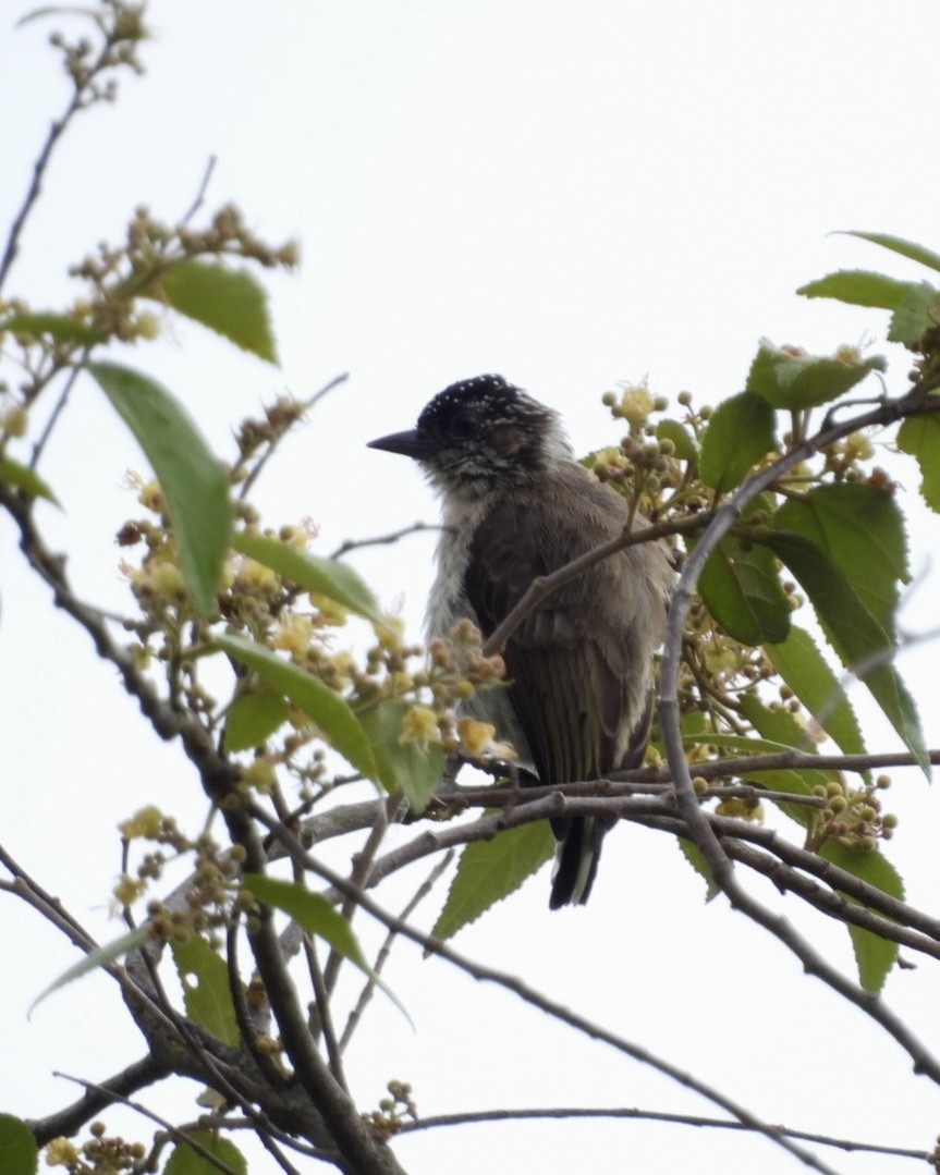 Grayish Piculet - ML643386126