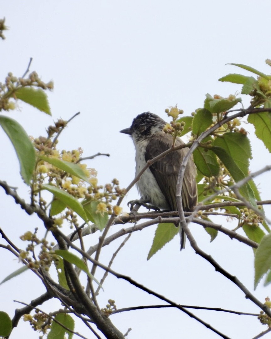 Grayish Piculet - ML643386127