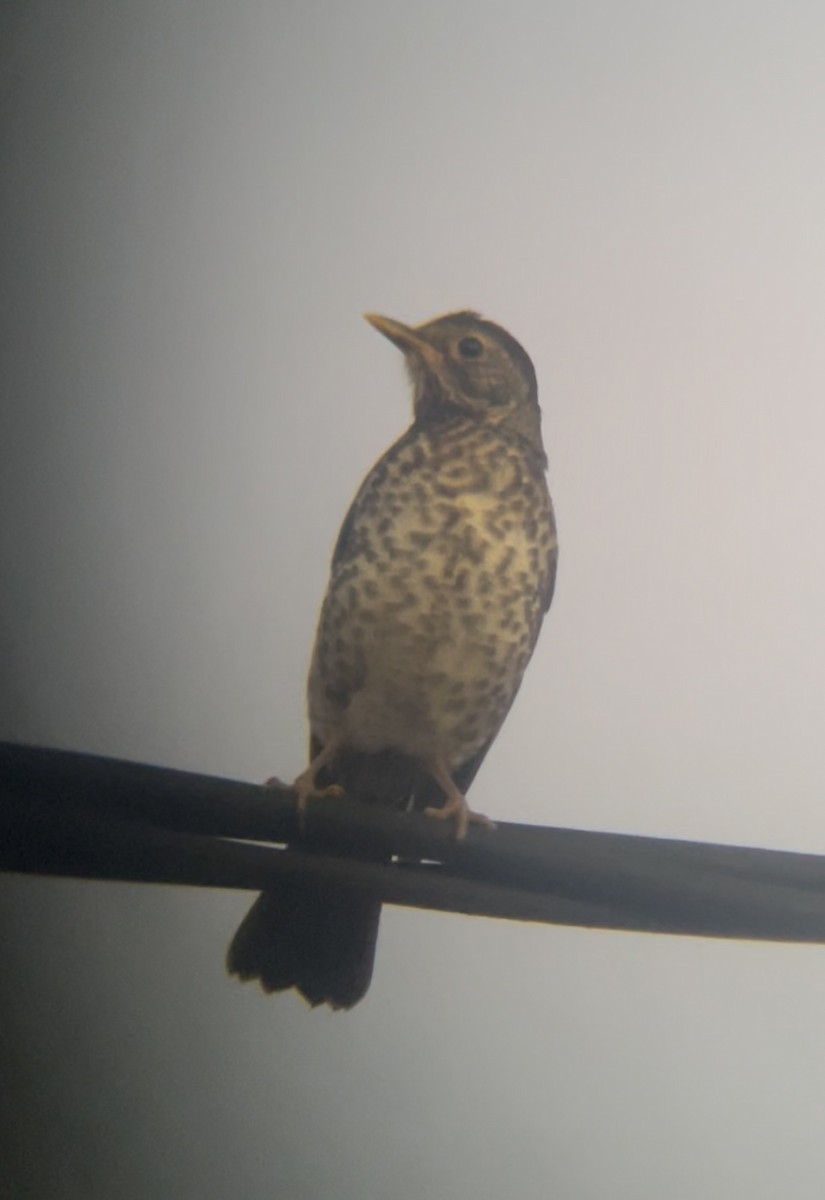Austral Thrush - ML643386148