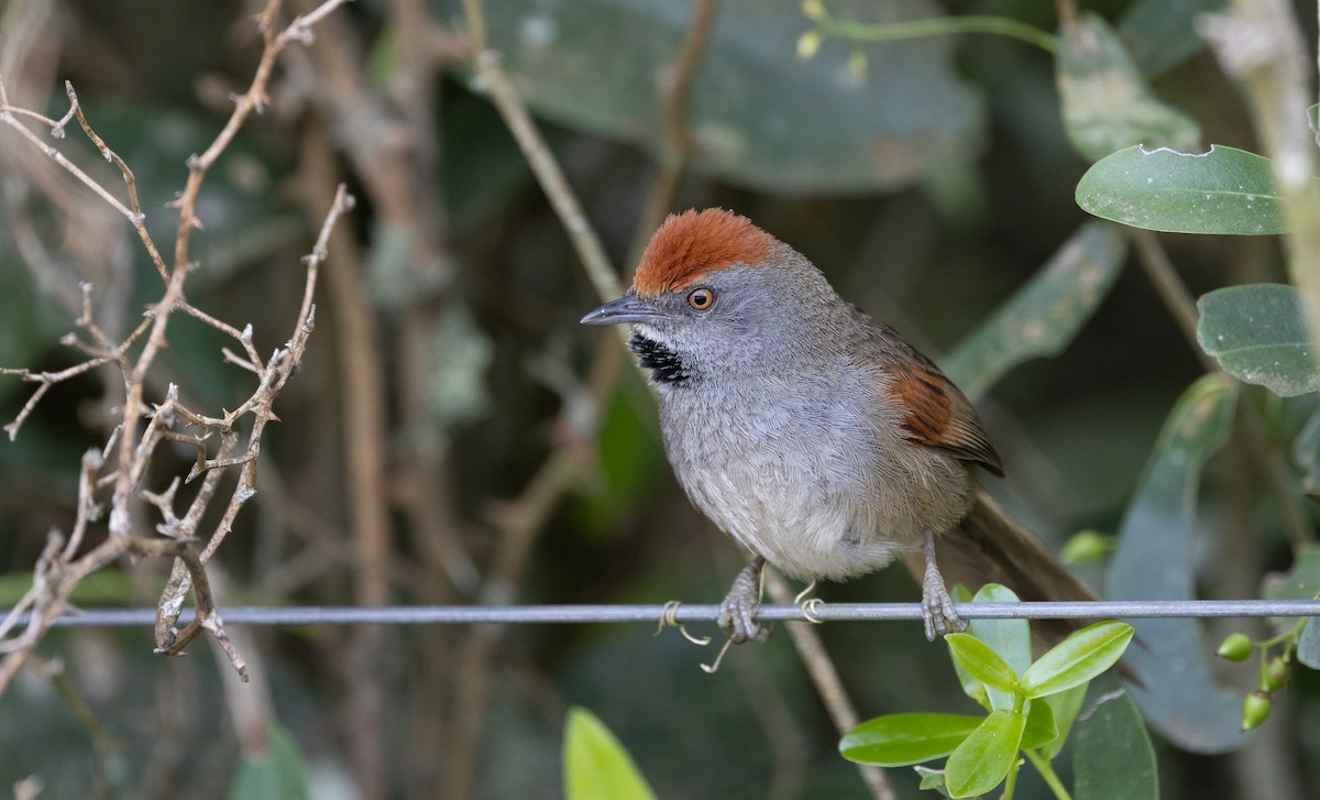 Spix's Spinetail - ML643386153
