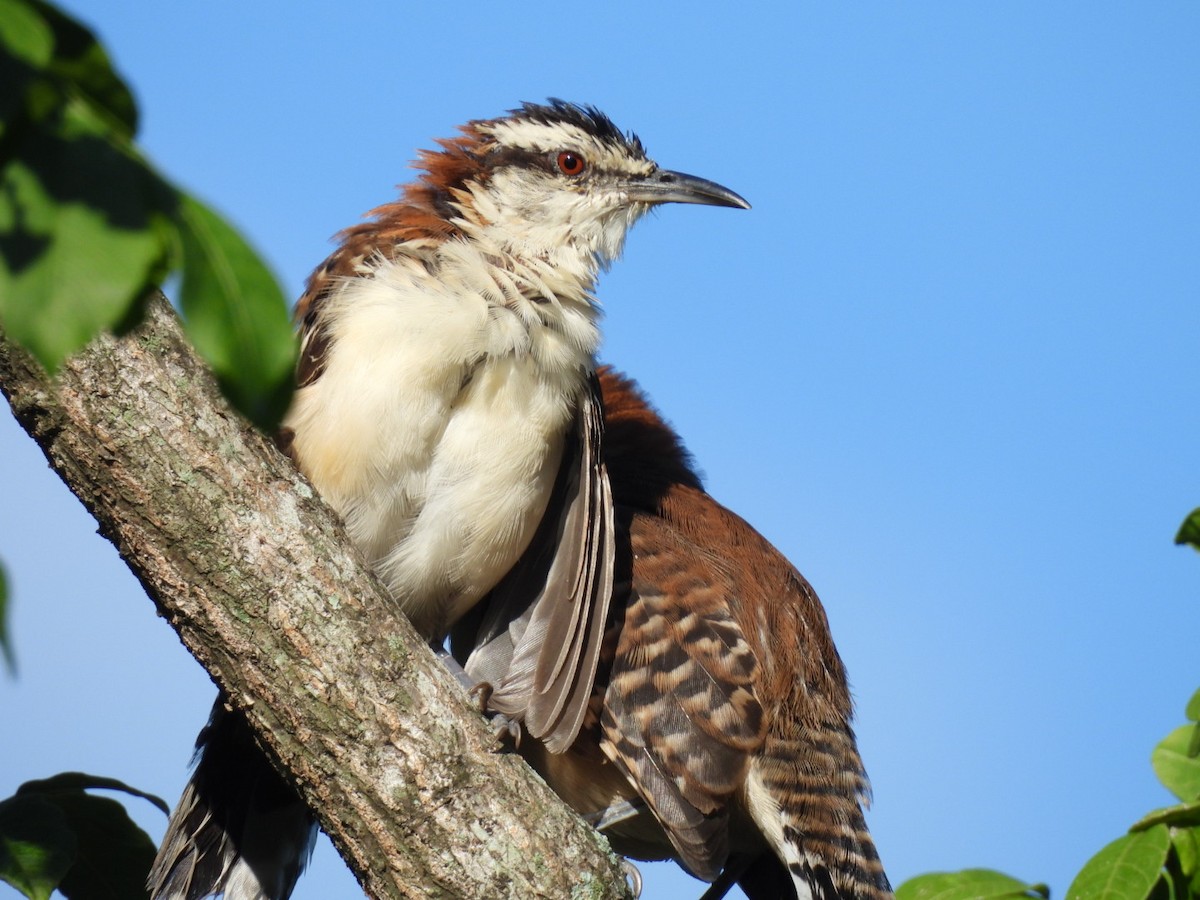 Rufous-backed Wren - ML643386188