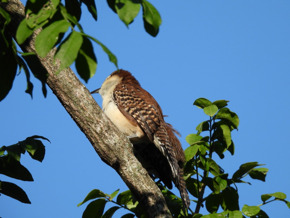 Rufous-backed Wren - ML643386217