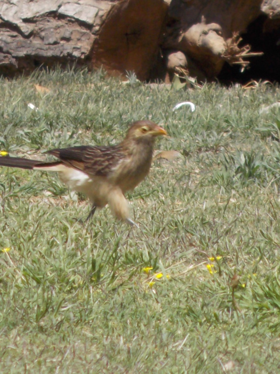 Guira Cuckoo - ML643386223