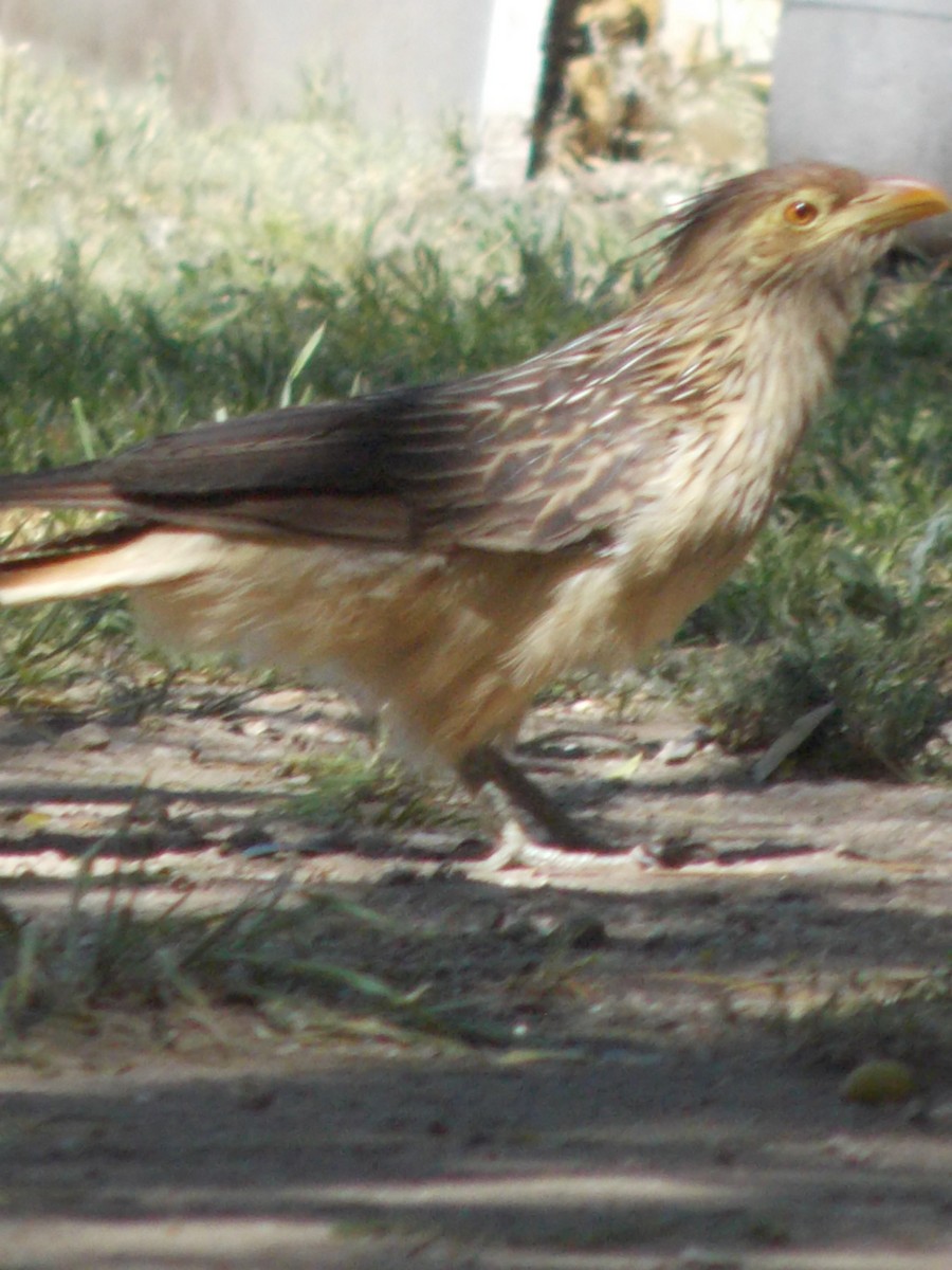 Guira Cuckoo - ML643386225