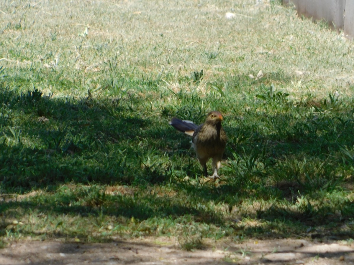 Guira Cuckoo - ML643386226