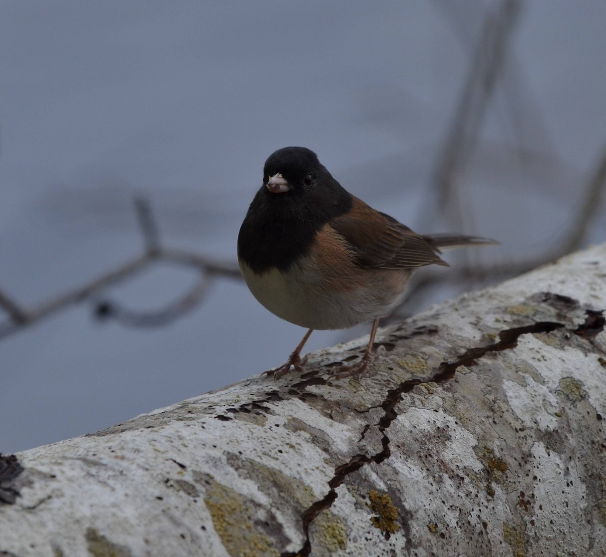 Dark-eyed Junco - ML643386234