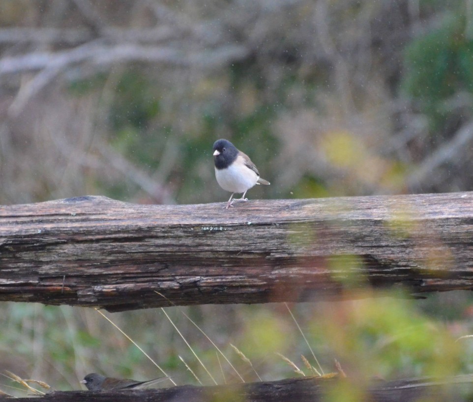 Dark-eyed Junco - ML643386235