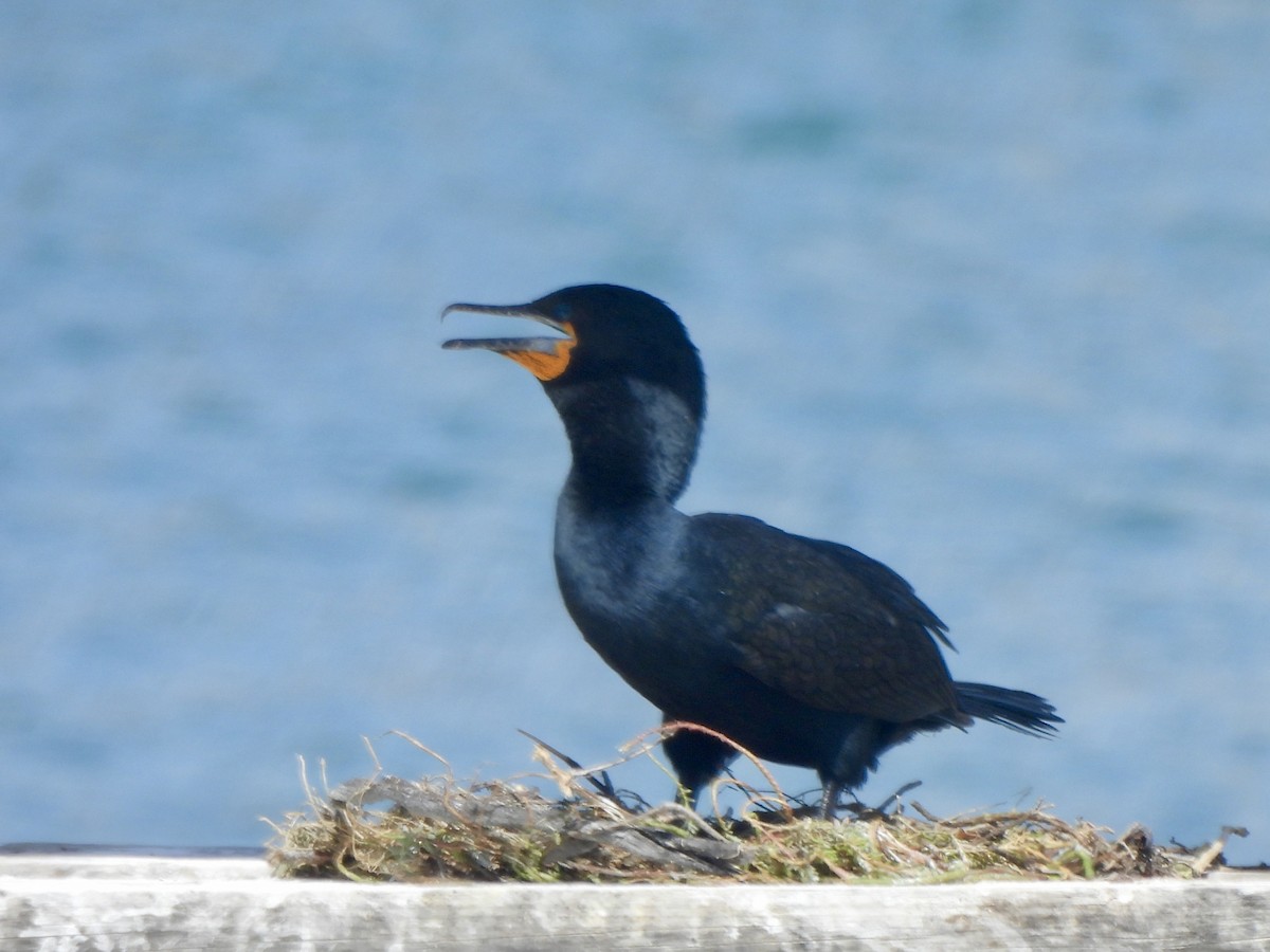 Cape Cormorant - ML643386237