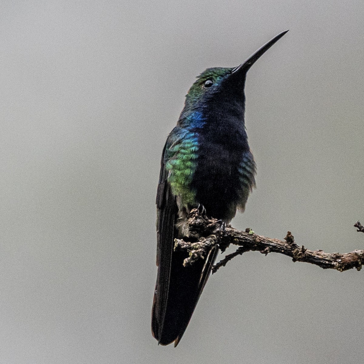 Black-throated Mango - ML643386243