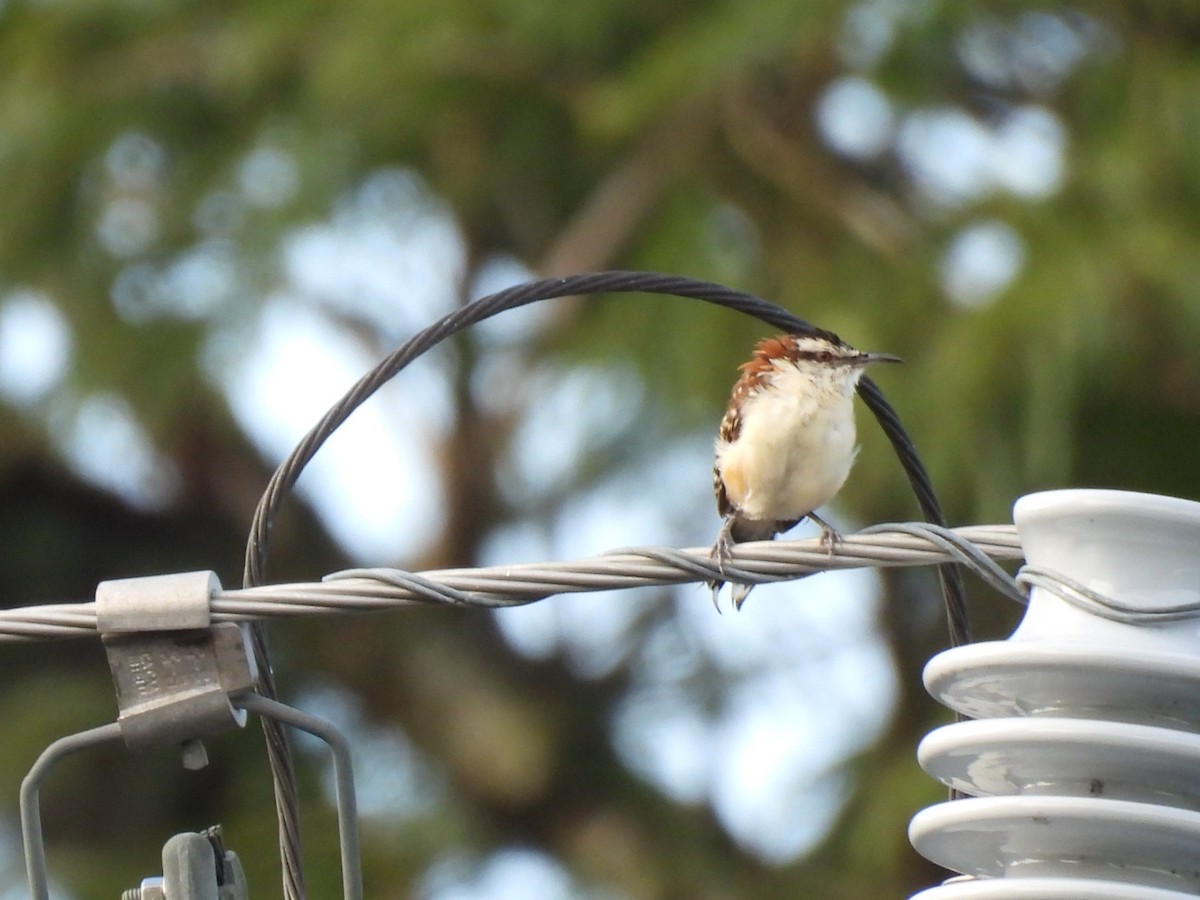 Rufous-backed Wren - ML643386245