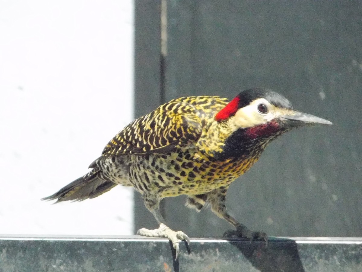 Green-barred Woodpecker - ML643386253