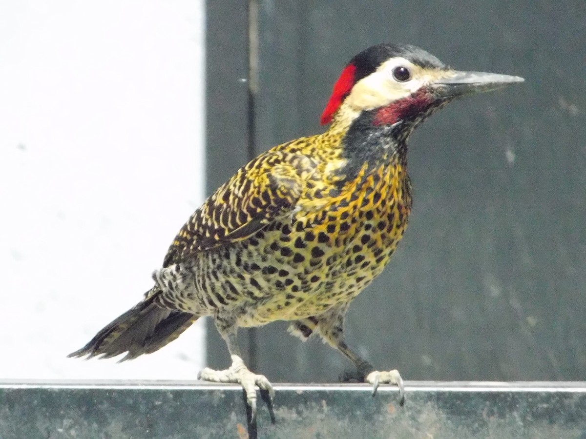 Green-barred Woodpecker - ML643386254