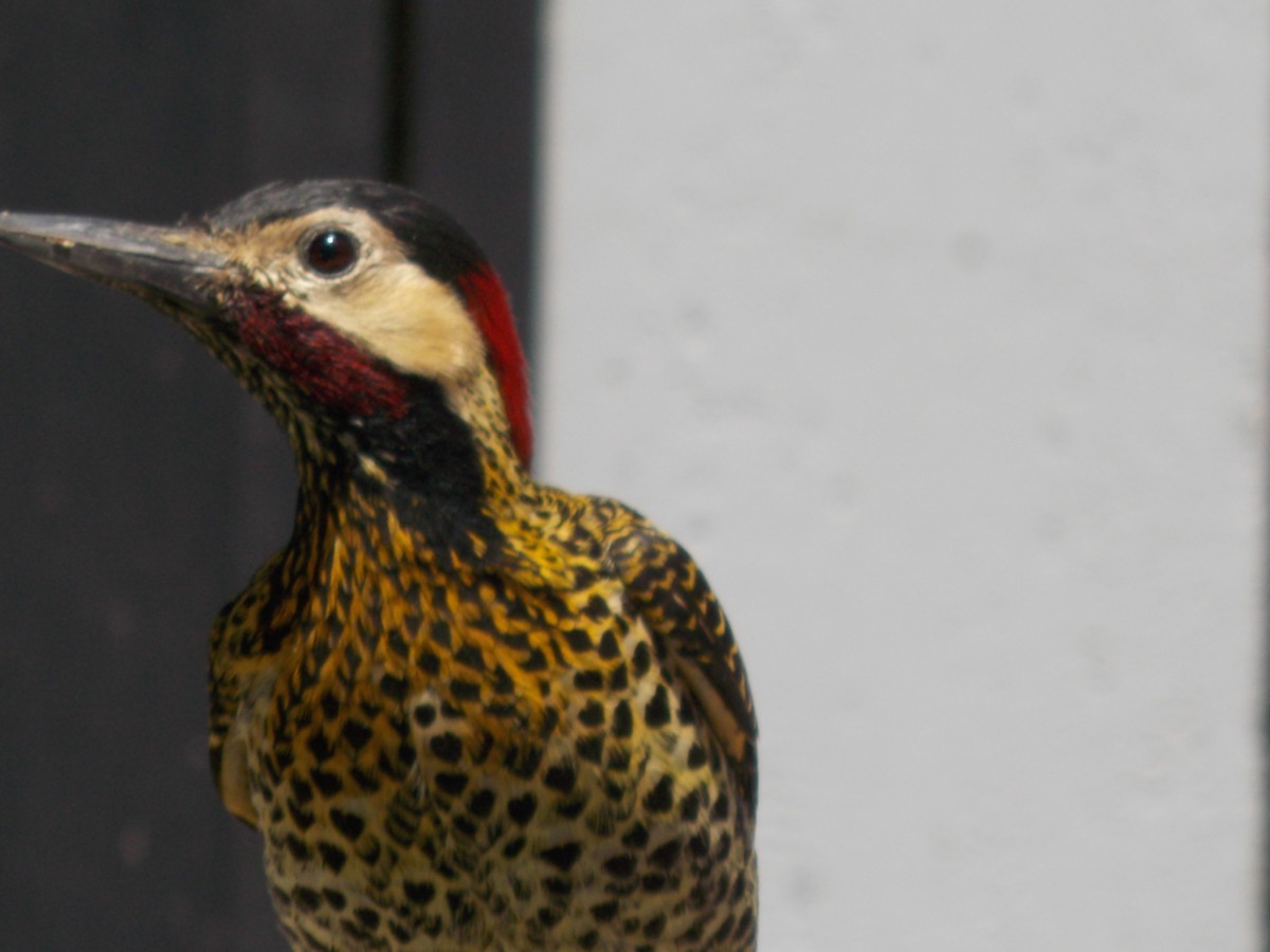 Green-barred Woodpecker - ML643386258