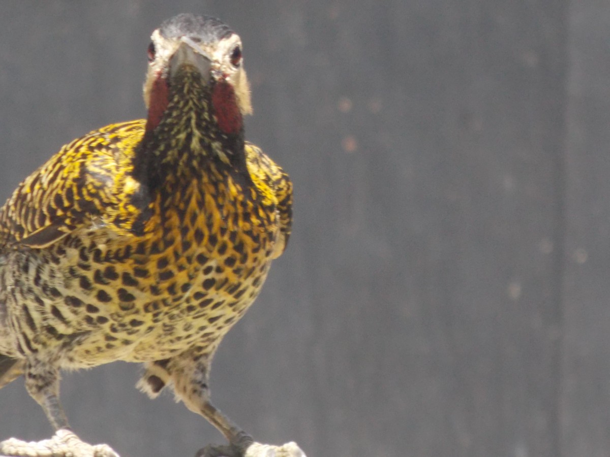 Green-barred Woodpecker - ML643386259