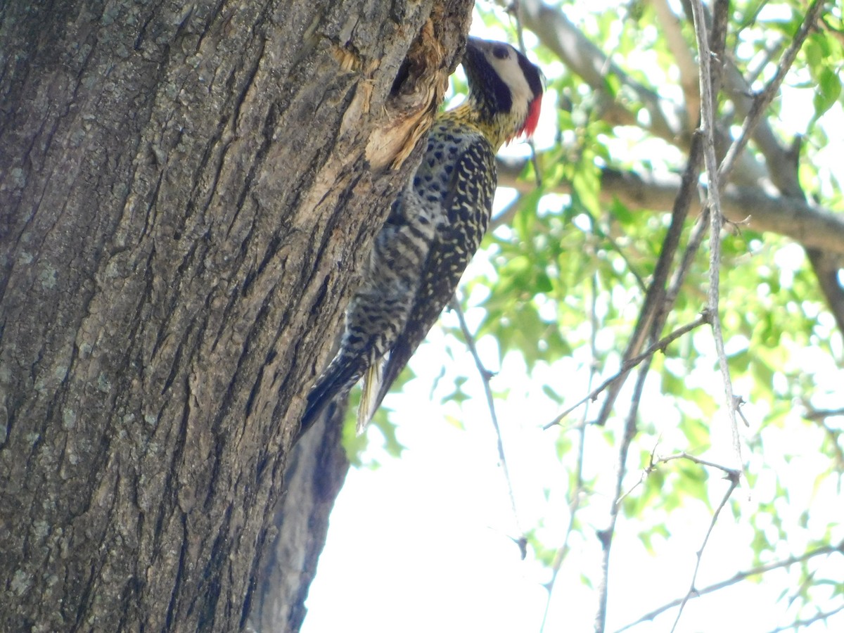 Green-barred Woodpecker - ML643386268