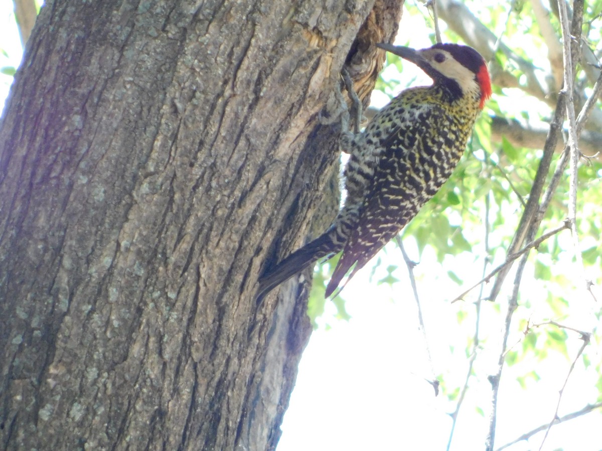 Green-barred Woodpecker - ML643386269