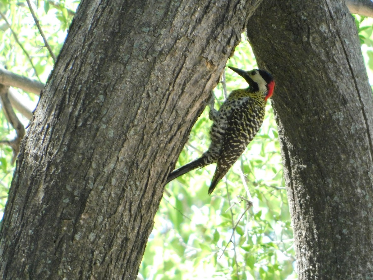 Green-barred Woodpecker - ML643386270