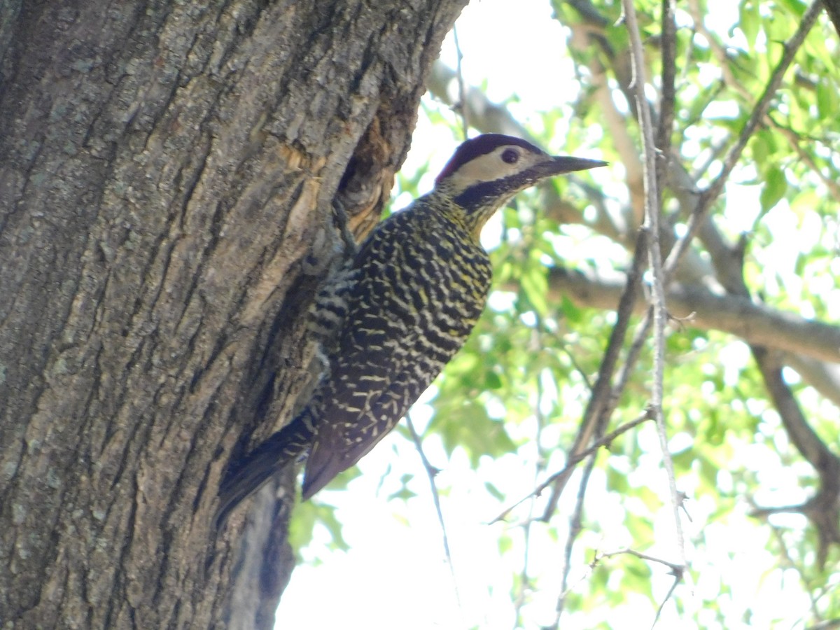 Green-barred Woodpecker - ML643386271