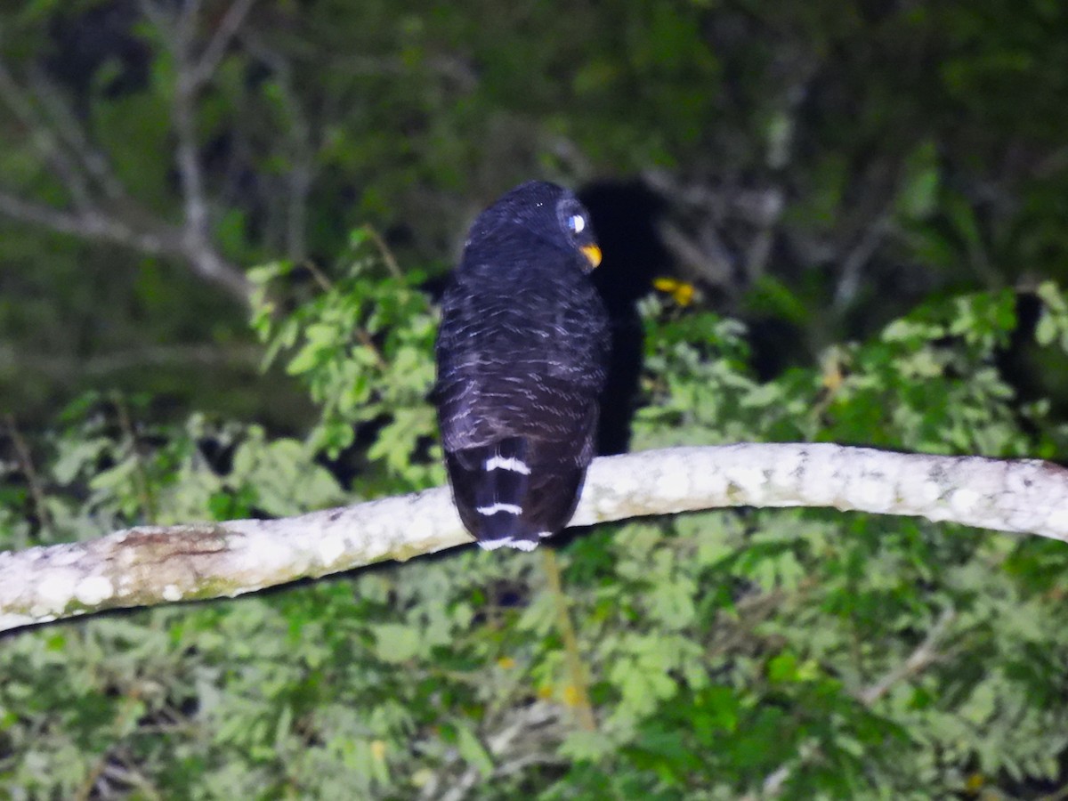 Black-banded Owl - ML643386275