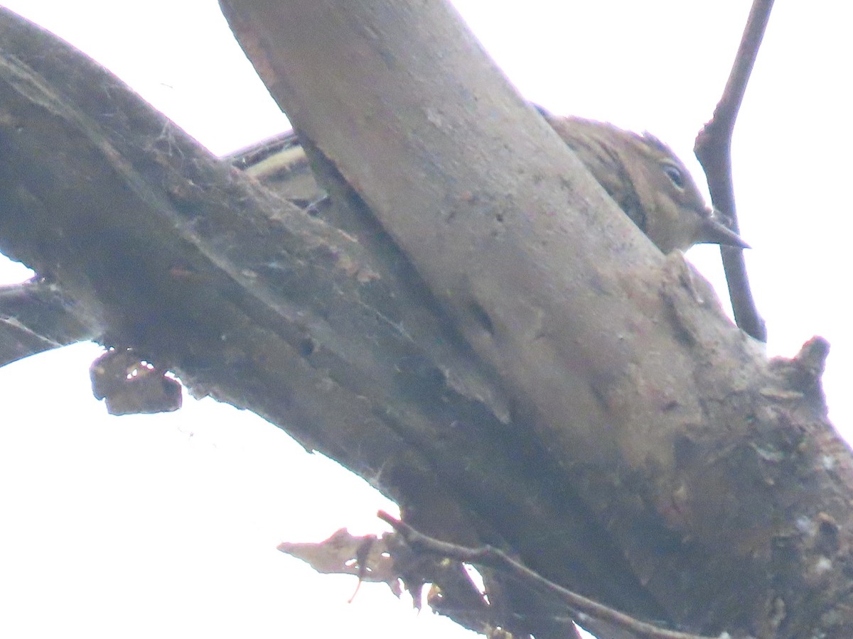 Yellow-rumped Warbler - ML643386337