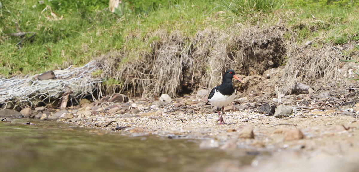 Pied Oystercatcher - ML643386339