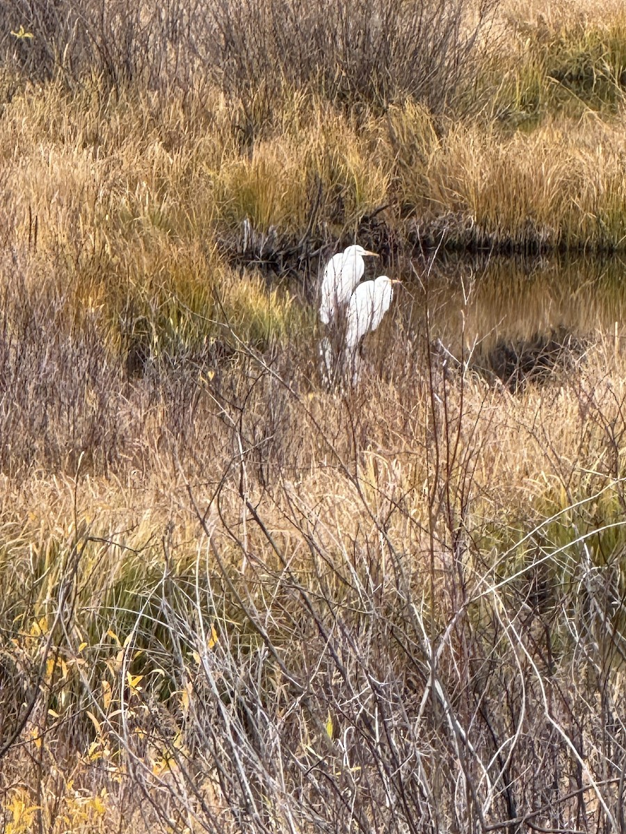 volavka bílá - ML643386343