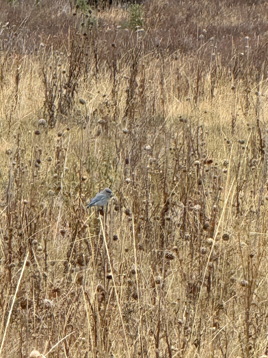 salašník horský - ML643386356