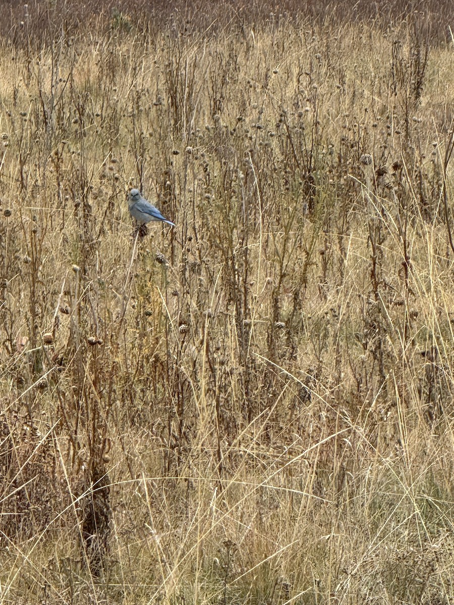 salašník horský - ML643386357