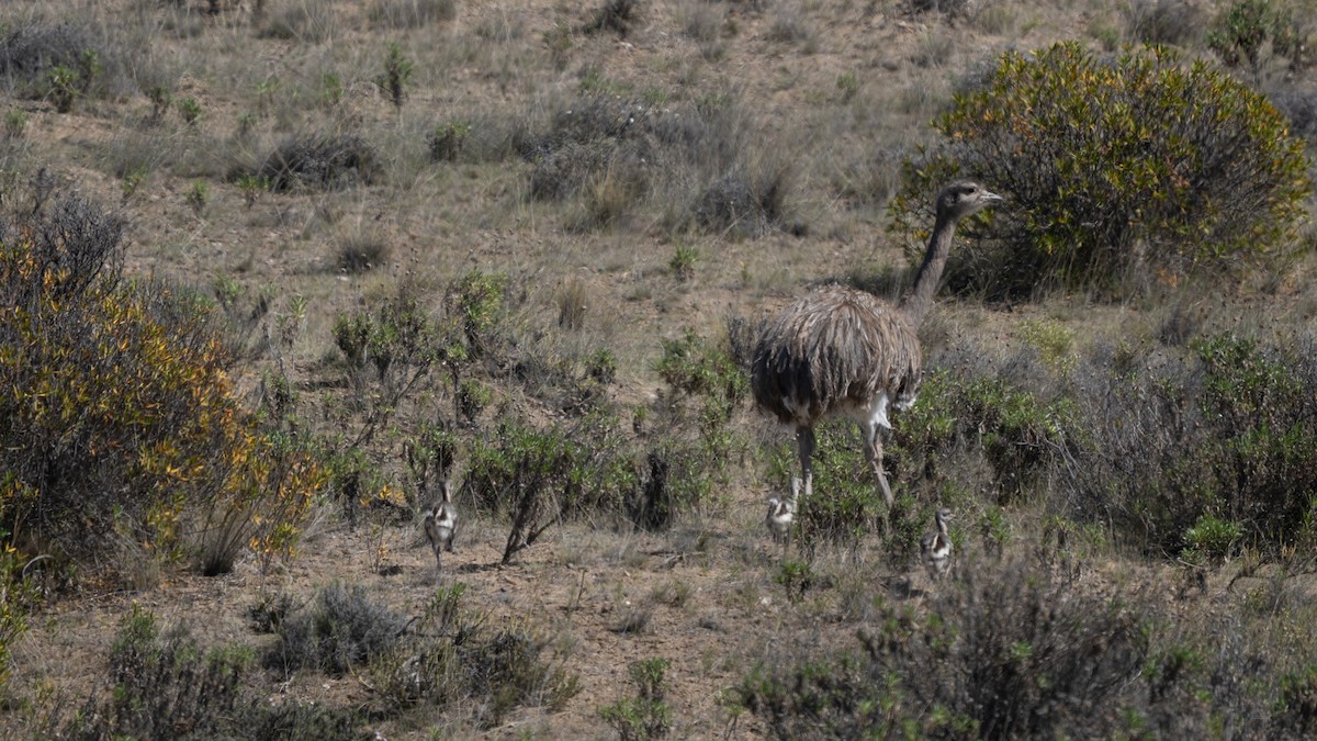 Lesser Rhea - ML643386365