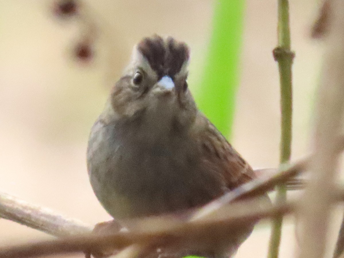 Swamp Sparrow - ML643386369